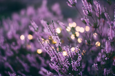 Scent Profile: Lavender